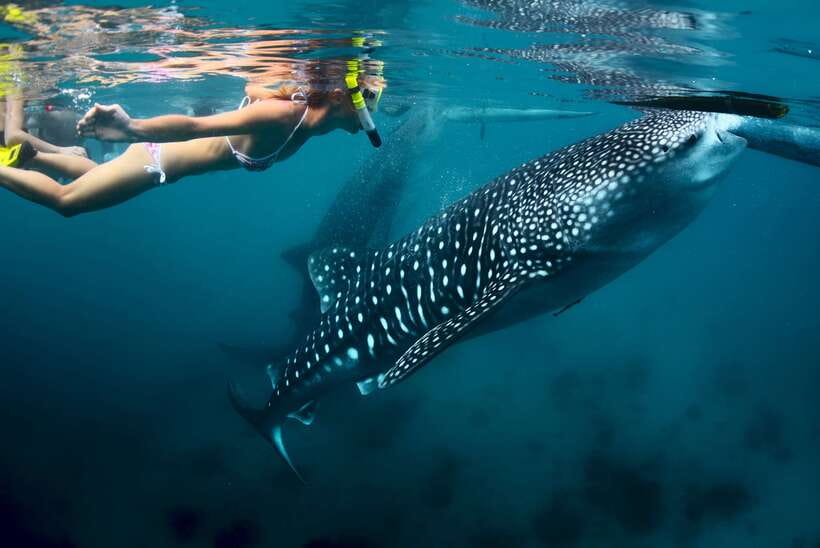 Cebu: Oslob Whale Shark Swimming - Getting picked up and dropped off in Cebu City, Mactan, or Mandaue