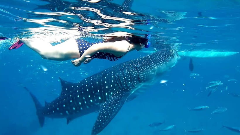 Cebu Oslob: Whale Shark Watching Experience - Key things to know before you go