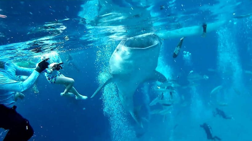 Cebu Oslob: Whale Shark Watching Experience - The Safety Briefing, Gear, and Rules You’ll Actually Follow