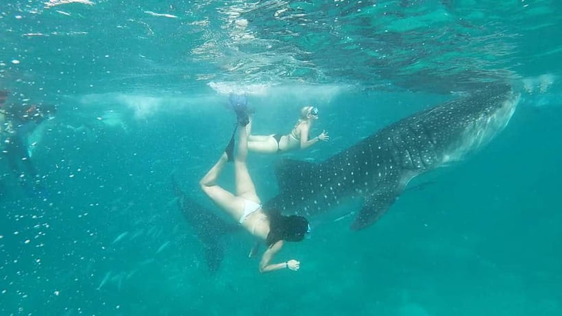 Cebu Oslob: Whale Shark Watching Experience - The Wait Before the Water: How Crowds Change the Day