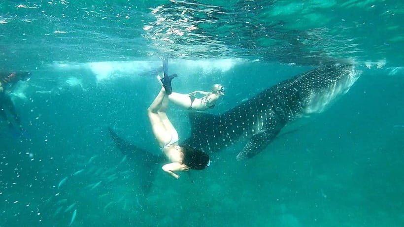 Cebu Oslob: Whale Shark Watching Experience - Your Time Snorkeling: 30-45 Minutes With Clear-Water Odds