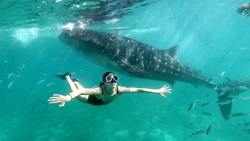 Cebu Oslob: Whale Shark Watching Experience - Freshen Up, Eat Local, and Add Tumalog Falls or Sumilon Island
