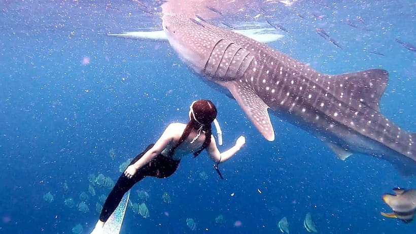 Cebu Oslob: Whale Shark Watching Experience - Who This Tour Fits Best, and Who Should Skip It