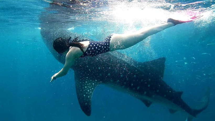 Cebu Oslob: Whale Shark Watching Experience - Getting to Oslob: The Very Early Pickup and the 3 Hour Ride