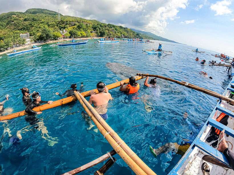 Cebu: Oslob Whale Sharks, Moalboal Sardine Run & Turtles - Price and value: $113 for three marine bucket-list moments