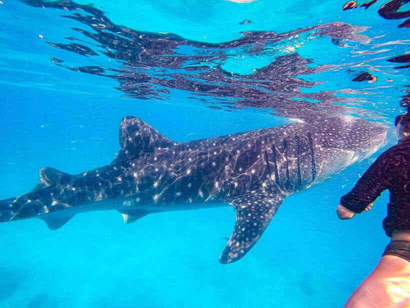 Cebu: Oslob Whale Sharks, Moalboal Sardine Run & Turtles - The big reality check: early starts and a long drive