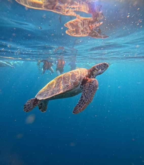 Cebu: Oslob Whale Sharks, Moalboal Sardine Run & Turtles - Moalboal sardine run and sea turtles: shore snorkeling done right