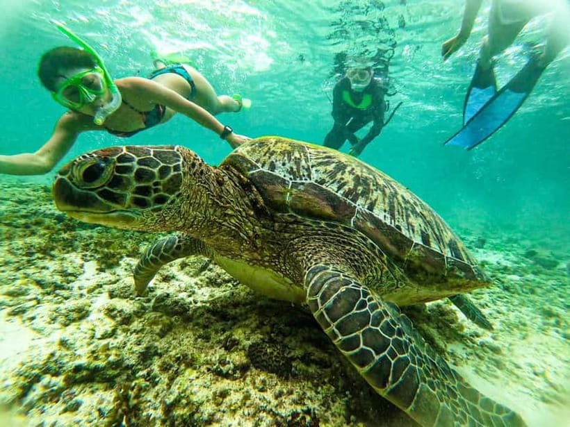 Cebu: Oslob Whale Sharks, Moalboal Sardine Run & Turtles - Who should book this, and who should skip it