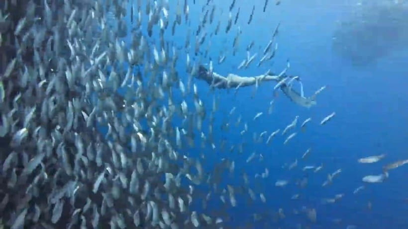 Cebu: Oslob Whale Sharks, Tumalog Falls & Sardine Snorkeling - Key Points Worth Knowing Before You Go