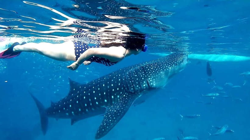 Cebu: Oslob Whale Sharks, Tumalog Falls & Sardine Snorkeling - FAQ