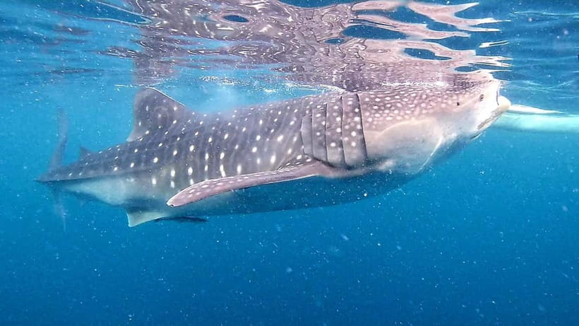 Cebu: Oslob Whale Sharks, Tumalog Falls & Sardine Snorkeling - A 2:00-3:00 AM Start That Makes the Whale Sharks Possible
