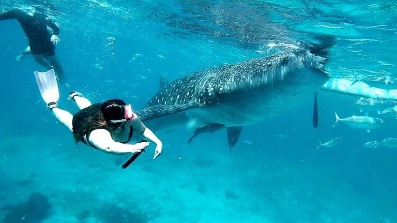 Cebu: Oslob Whale Sharks, Tumalog Falls & Sardine Snorkeling - Moalboal Sardine Run and Turtles: What You’ll See Underwater