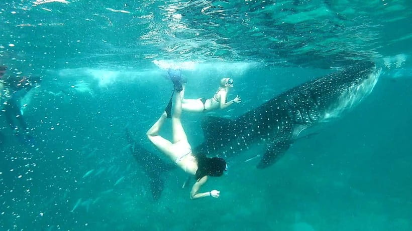 Cebu: Oslob Whale Sharks, Tumalog Falls & Sardine Snorkeling - Meals, Snorkeling Gear, and What to Pack for a 10-Hour Day
