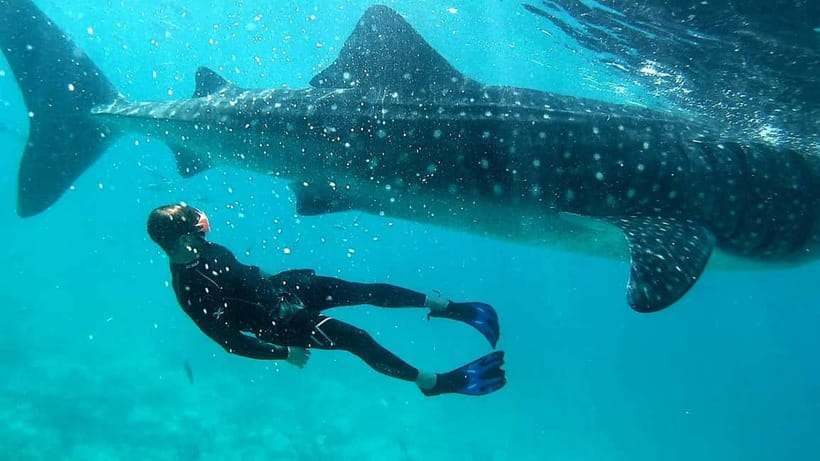 Cebu: Oslob Whale Sharks, Tumalog Falls & Sardine Snorkeling - Who This Tour Suits Best, Based on Real-World Priorities