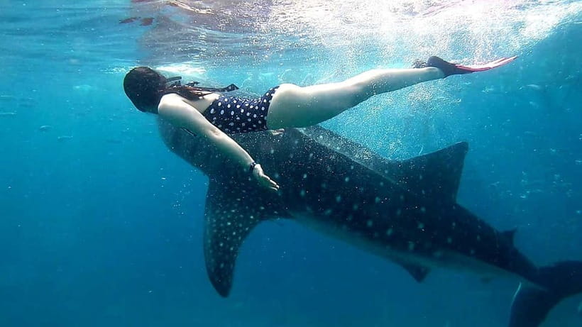 Cebu: Oslob Whale Sharks, Tumalog Falls & Sardine Snorkeling - Should You Book This Cebu Whale Shark, Falls, and Sardine Tour?