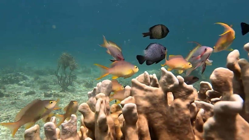 Cebu: Oslob Whale Sharks, Tumalog Falls & Sardine Snorkeling - Oslob Whale Sharks: Crowds, Waiting Time, and Photo Tips