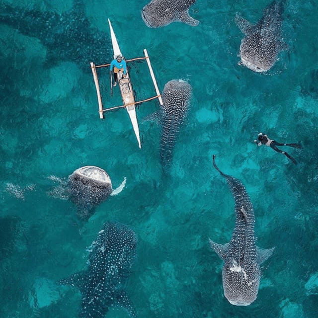 Cebu: Oslob Whaleshark Experience Shared Tour - Key things I’d pay attention to