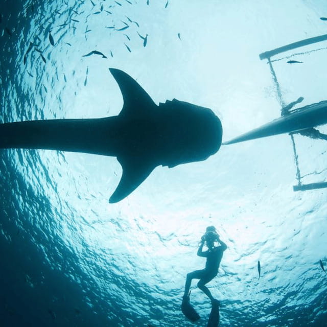 Cebu: Oslob Whaleshark Experience Shared Tour - Price and included fees: why $76 feels more reasonable than it looks