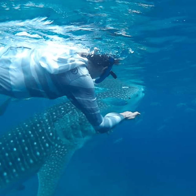 Cebu: Oslob Whaleshark Experience Shared Tour - Whale sharks in Oslob: what you’re really seeing