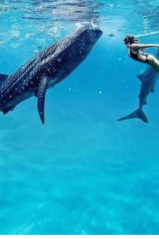 Cebu: Oslob Whaleshark Experience Shared Tour - Swim time rhythm: how to make the most of your water window