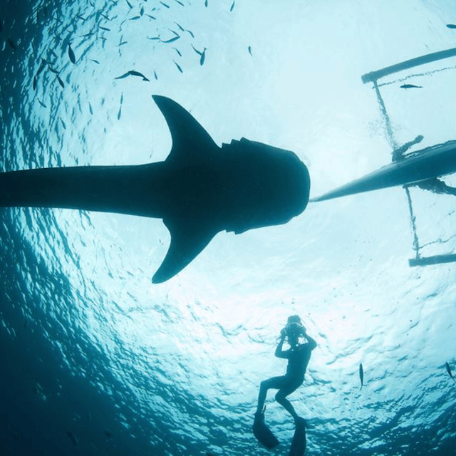 Cebu: Oslob Whaleshark Experience Shared Tour - Oslob and Cebu photo stops, then a market visit for real life