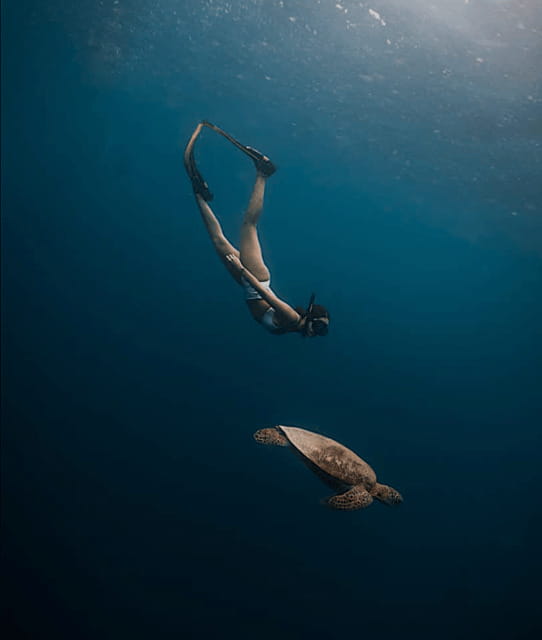 Cebu Oslob Whaleshark, Moalboal Sardines Run&Inambakan Falls - Should you book this Cebu whale shark and sardine day?