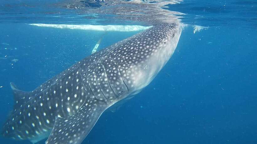 Cebu: Oslob Whaleshark & Sardines Run Snorkeling Day Tour - Key takeaways before you book
