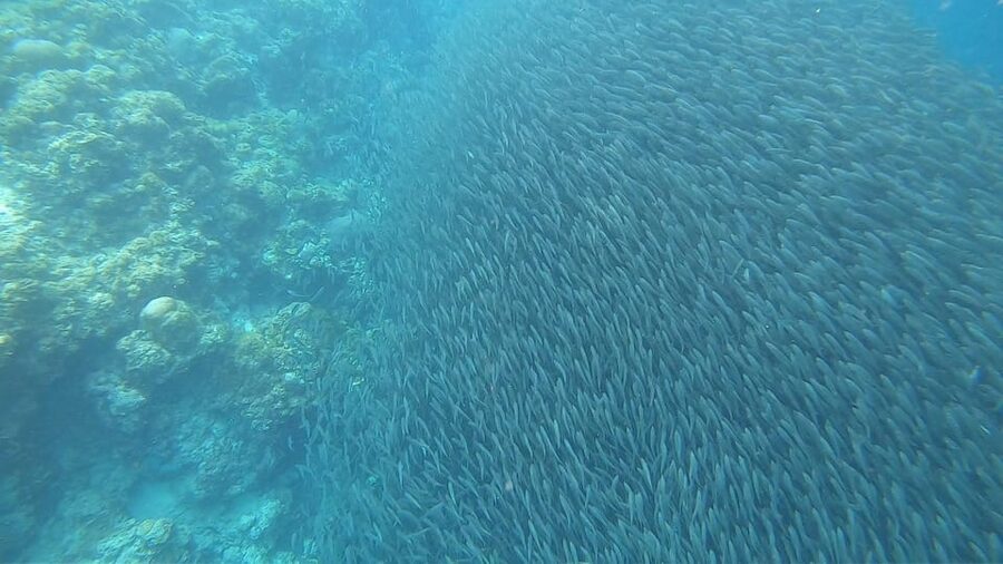 Cebu: Oslob Whaleshark & Sardines Run Snorkeling Day Tour - Who this Cebu marine day is best for, and who should skip it