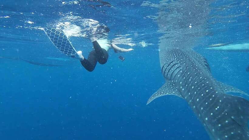 Cebu: Oslob Whaleshark & Sardines Run Snorkeling Day Tour - Moalboal sardines run: snorkel timing, reef access, and the “cloud” effect