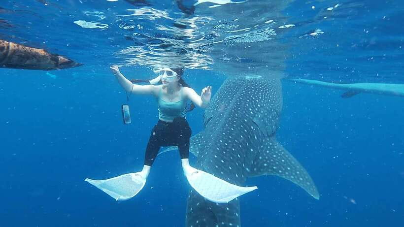 Cebu: Oslob Whaleshark & Sardines Run Snorkeling Day Tour - Marine life you might spot beyond the headline species