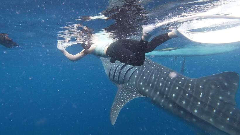 Cebu: Oslob Whaleshark & Sardines Run Snorkeling Day Tour - Price and value: what $108 includes, and what you should budget for