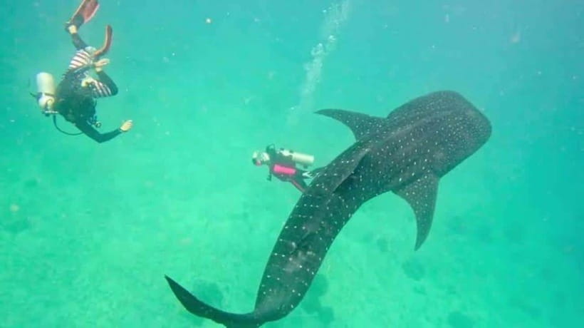 Cebu: Oslob Whaleshark Scuba Diving & Sumilon Sanctuary - Key things to know before you go