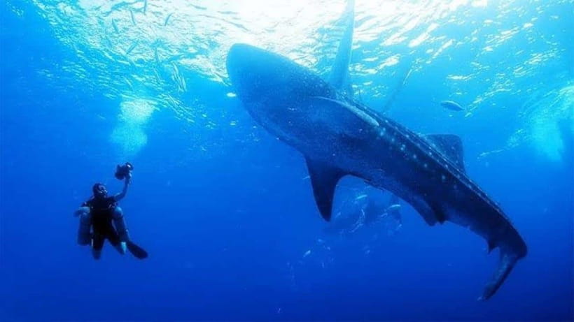 Cebu: Oslob Whaleshark Scuba Diving & Sumilon Sanctuary - Whale sharks in your fins, coral gardens in your camera