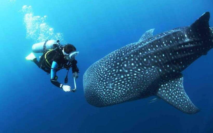 Cebu: Oslob Whaleshark Scuba Diving & Sumilon Sanctuary - Guides, gear, and that crucial part: who is holding the plan together