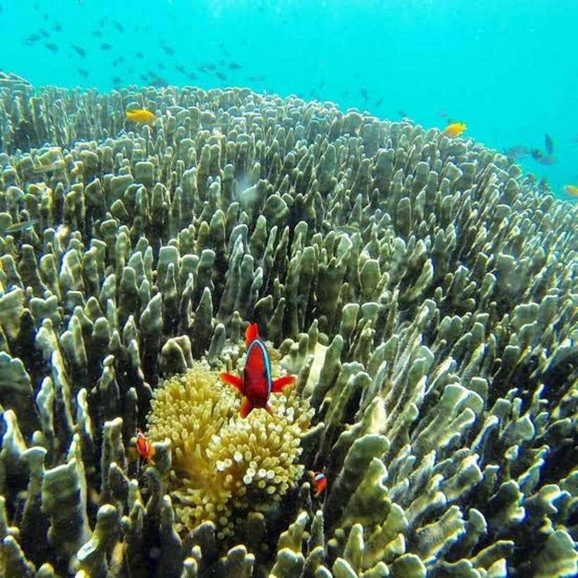 Cebu: Oslob Whaleshark Scuba Diving & Sumilon Sanctuary - Price and value: is $251 per person a fair deal