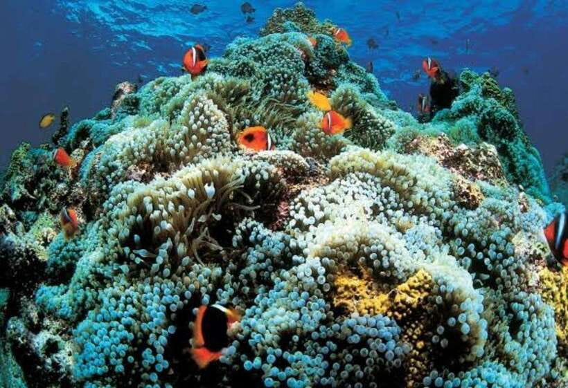 Cebu: Oslob Whaleshark Scuba Diving & Sumilon Sanctuary - Who should book this, and who should skip it