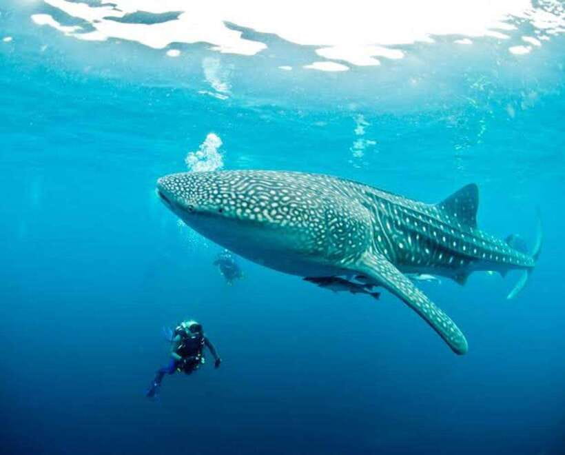 Cebu: Oslob Whaleshark Scuba Diving & Sumilon Sanctuary - Practical packing list that actually helps