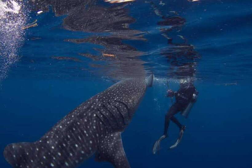 Cebu: Oslob Whaleshark Scuba Diving & Sumilon Sanctuary - Should you book the Oslob and Sumilon combo?