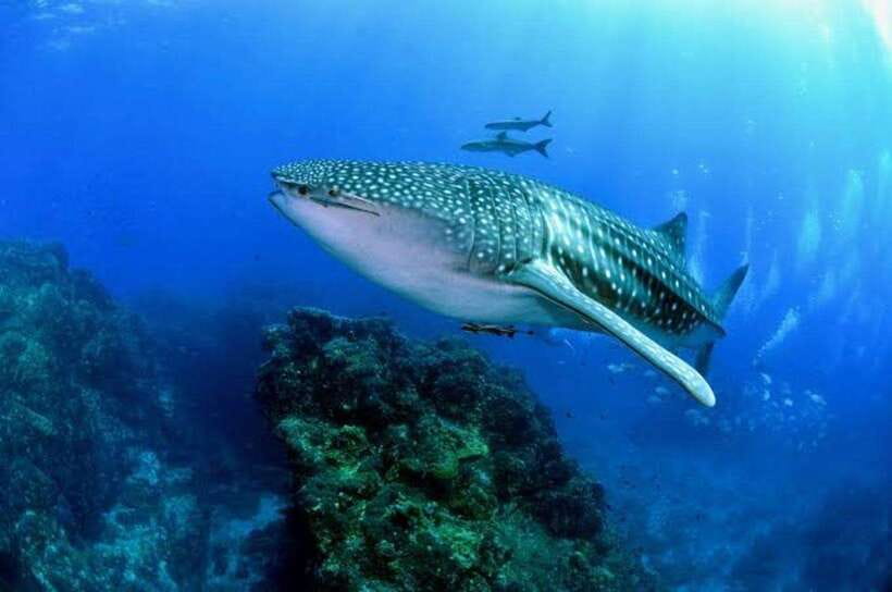Cebu: Oslob Whaleshark Scuba Diving & Sumilon Sanctuary - The 8-hour schedule: packed, but not chaotic