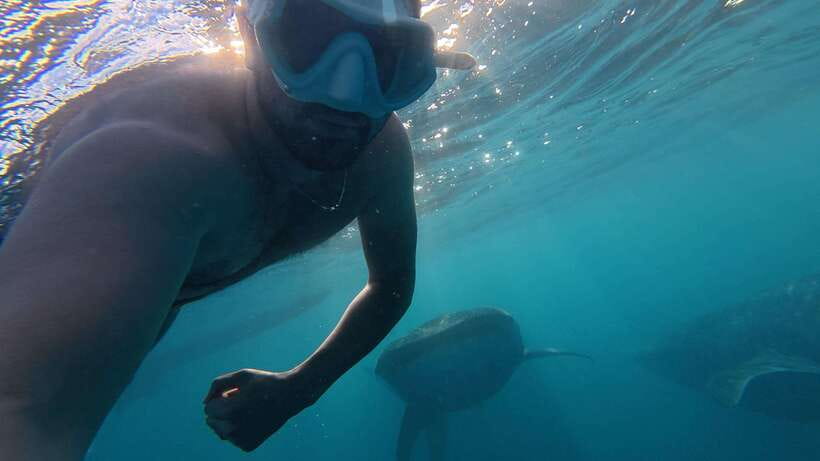 Cebu:Oslob WhaleSharkWatching,Kawasan Canyoneering - A Cebu Adventure Day That Mixes Gentle Giants and Vertical Fun