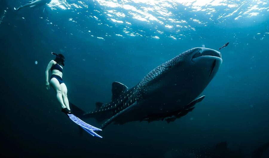 Cebu:Oslob WhaleSharkWatching,Kawasan Canyoneering - The 16-Hour Format: How the Long Day Really Feels