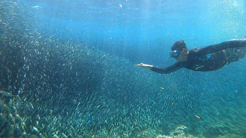 Cebu: Osmeña Peak hike and Sardines Run Snorkel adventure - Should you book this Cebu combo?