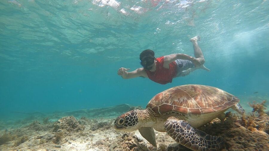 Cebu: Osmeña Peak hike and Sardines Run Snorkel adventure - The human factor: drivers, fog, and how to avoid common disappointments