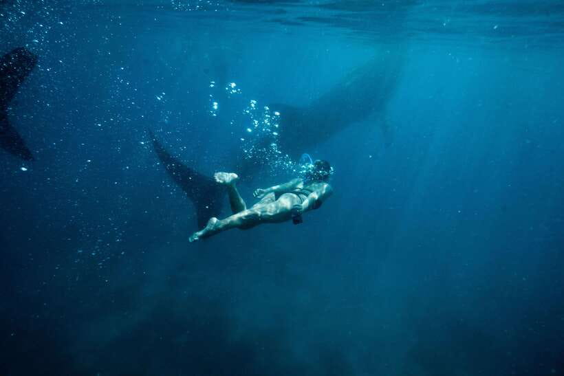 Cebu: Private Sumilon Island & Optional Whale Shark Swim - Optional Oslob whale shark swim: the rules, the reality, and crowd-friendly habits