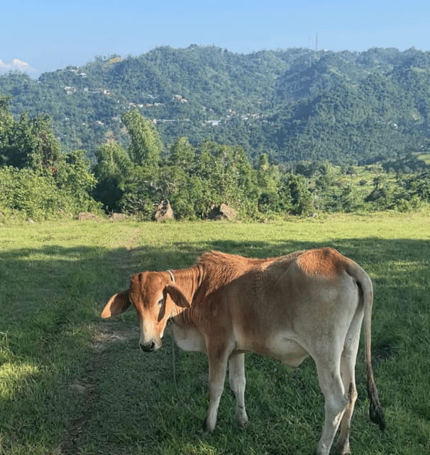 Cebu: Quick Hiking Trip Outside of the Concrete Jungle - Stop 6 and 7: Busay Walk, Then Scooter Back