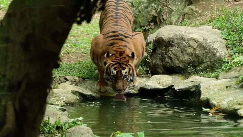 Cebu Safari & Adventure Park: Wildlife Tour with Transfers - Key highlights before you go