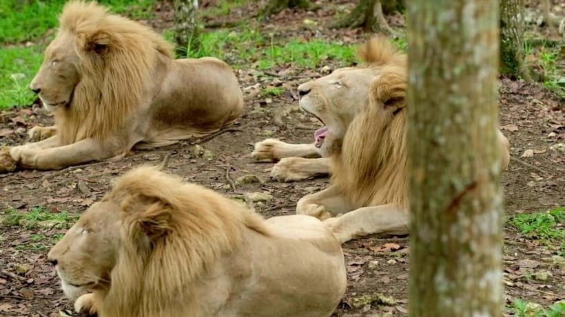 Cebu Safari & Adventure Park: Wildlife Tour with Transfers - Who should book, and who should skip it