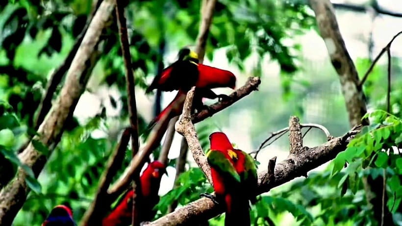 Cebu Safari & Adventure Park: Wildlife Tour with Transfers - Cebu Safari and Adventure Park, what makes it feel like a real safari