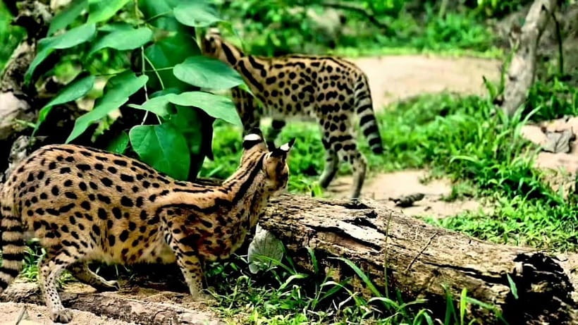 Cebu Safari & Adventure Park: Wildlife Tour with Transfers - The guided safari tour, where you actually see the animals