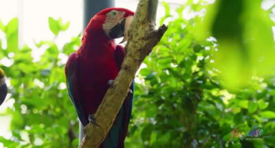 Cebu Safari & Adventure Park: Wildlife Tour with Transfers